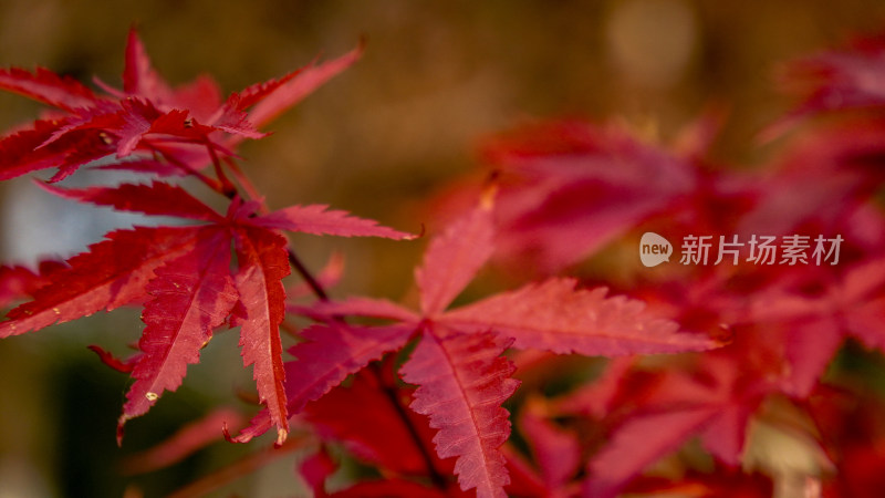 树叶红色枫叶摄影图