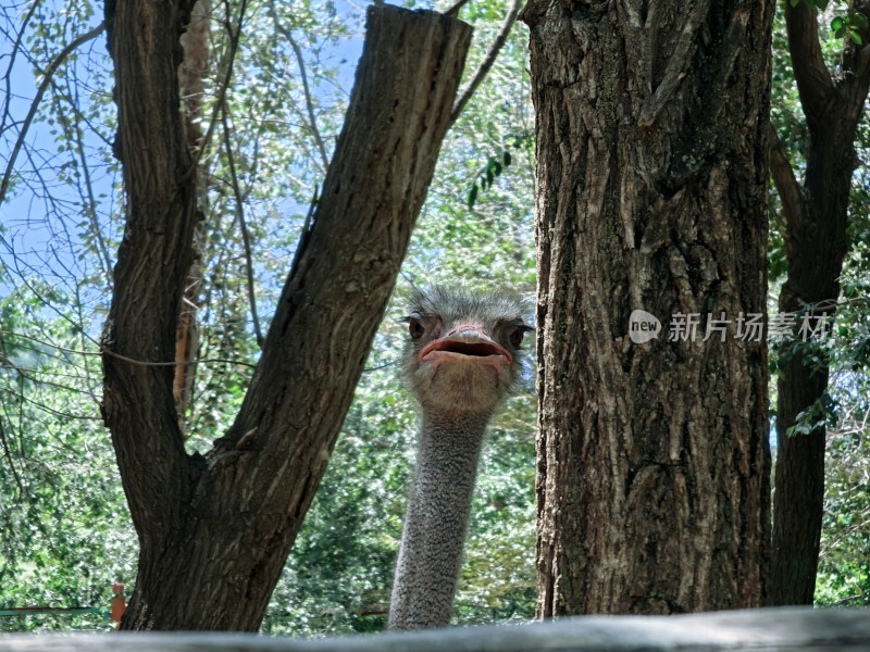 可爱的鸵鸟