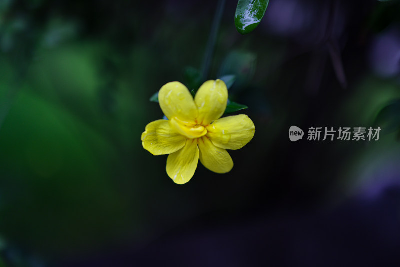 迎春花 春天 小黄花