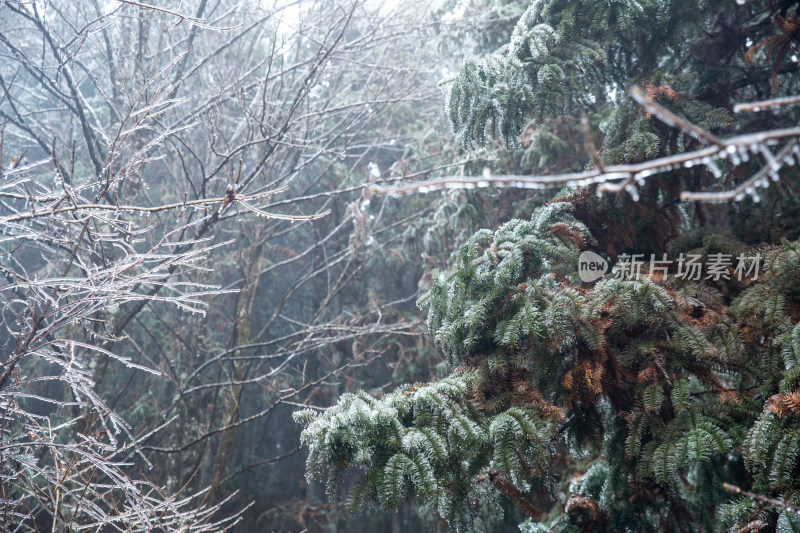 覆冰的绿色松树枝条敕木山雪淞