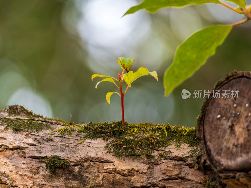 树干上生长的嫩绿新芽