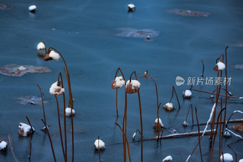 冬天雪落在池塘里的莲蓬上