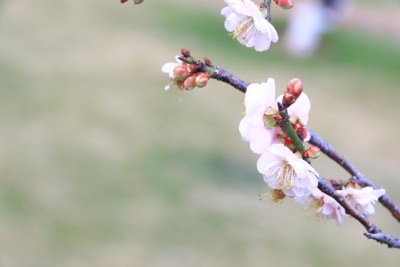 白色梅花 粉红梅花 白梅