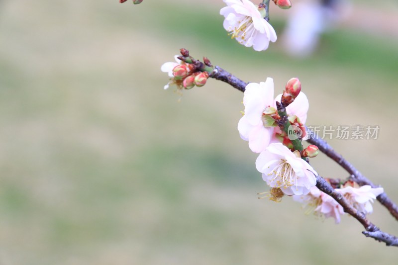 白色梅花 粉红梅花 白梅