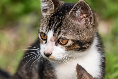 小猫咪、狸花猫、宠物猫