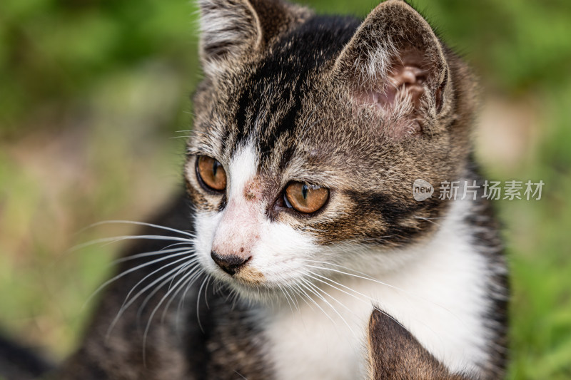 小猫咪、狸花猫、宠物猫