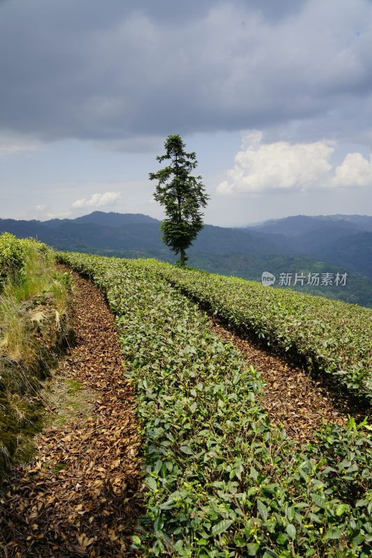 鲜花花朵花卉花树