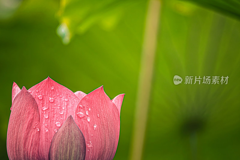 雨后荷花上的水珠