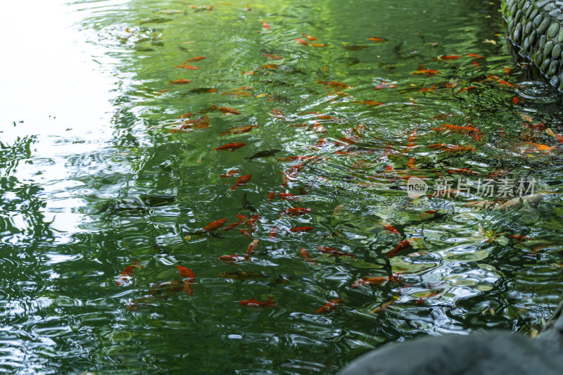锦鲤在池塘中游泳的高角度视图
