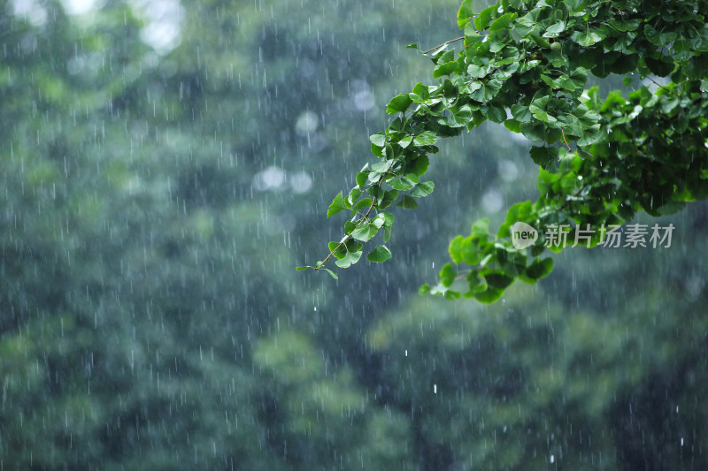 下雨天雨水中植物背景