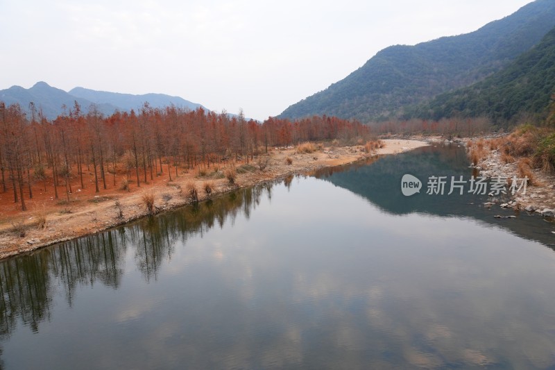 水生植物红杉林