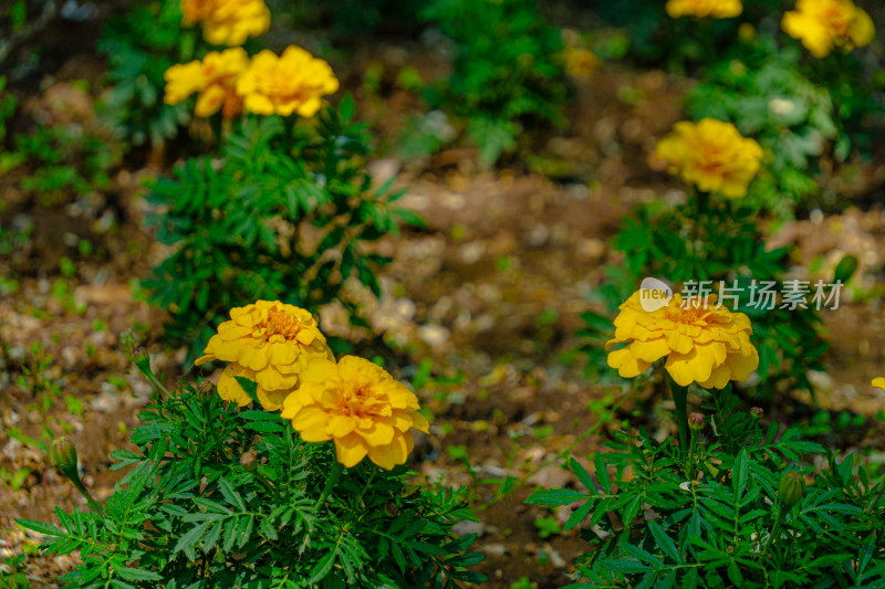 花朵花卉自然风景特写