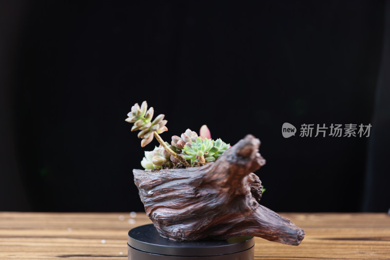 盆栽植物多肉