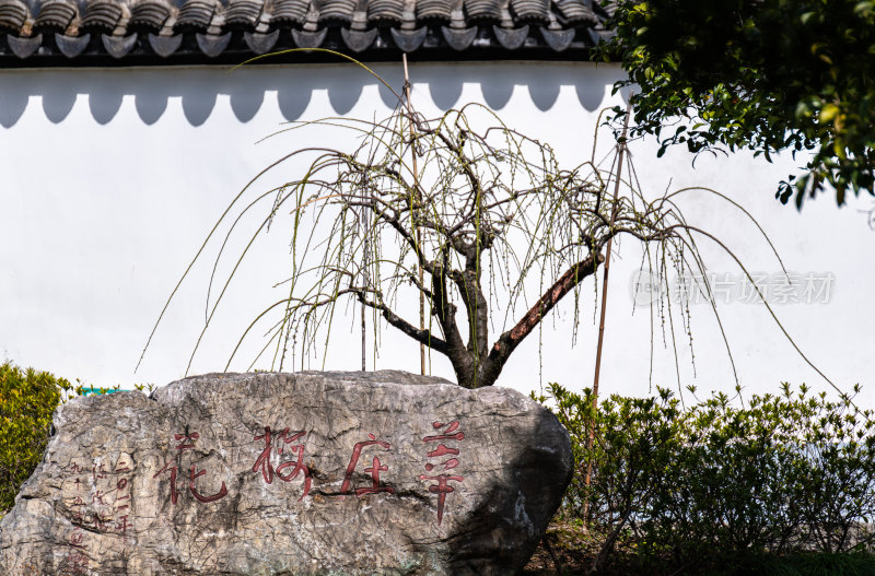 上海莘庄公园莘庄梅园梅花春天景点景观