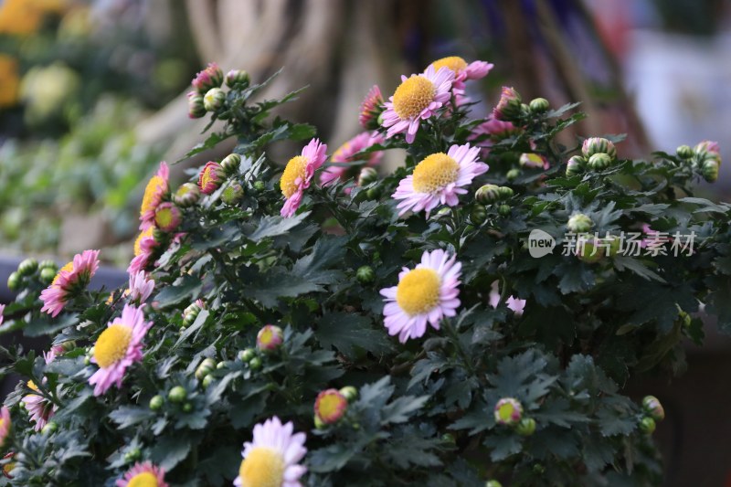 红色菊花 淡紫色菊花 7460