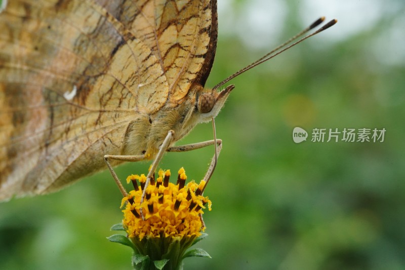 草丛中以花蜜为食的昆虫