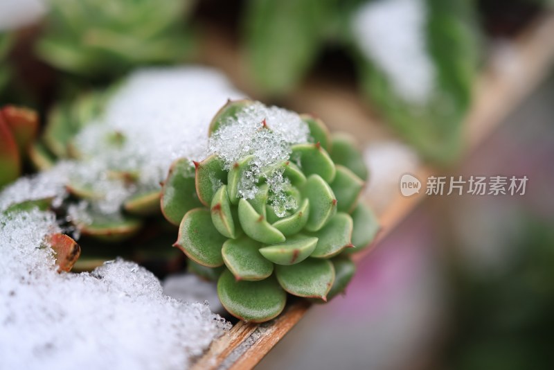 冬季多肉积雪特写