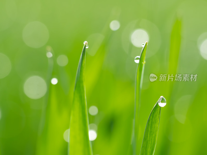 绿色麦苗露珠微距春天希望自然风景小麦粮食