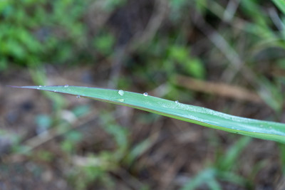 叶上雨滴的特写镜头