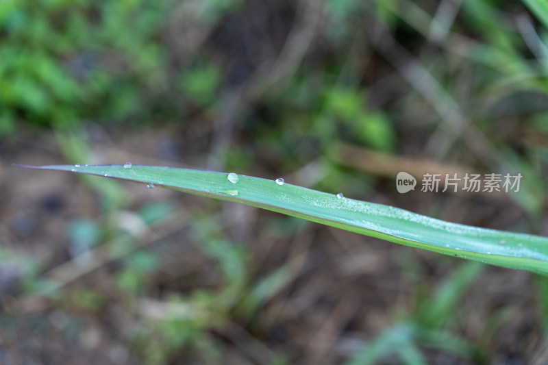 叶上雨滴的特写镜头