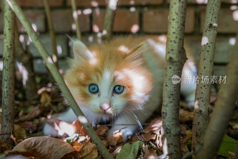 小猫警惕的眼神