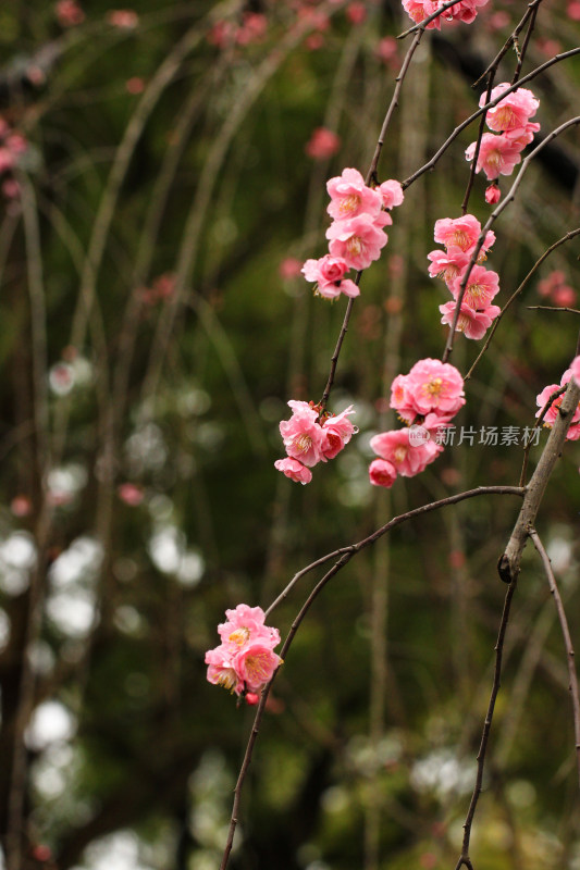 春雨后的梅花