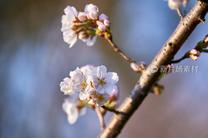 盛开的樱花