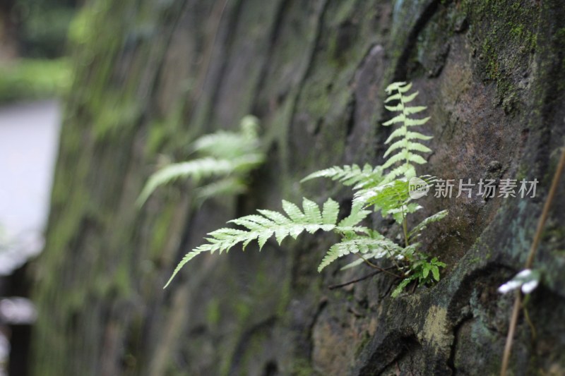 绿色植物特写