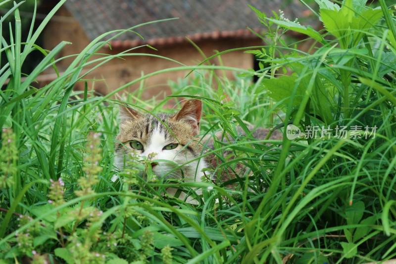 草丛里的小猫