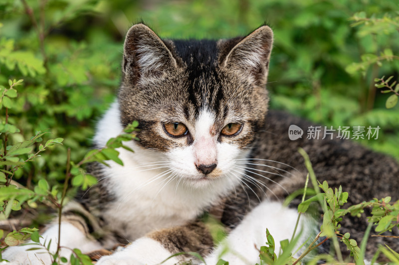 小猫咪、狸花猫、宠物猫