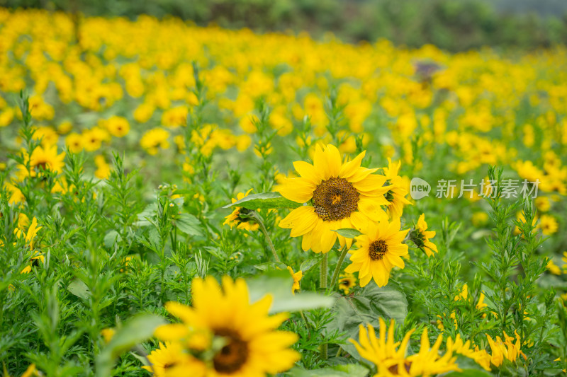 贵州凉都六盘水花海