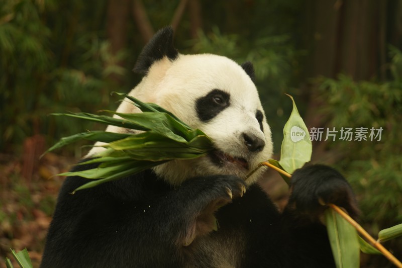 大熊猫萌萌吃竹子的可爱模样