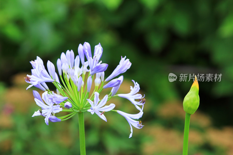 夏天盛开的欧石竹花