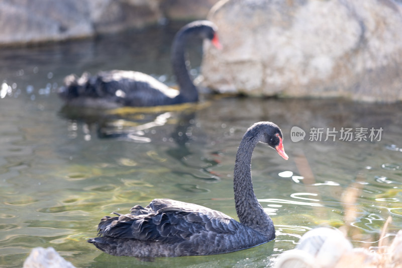 两只在湖里游动的黑天鹅