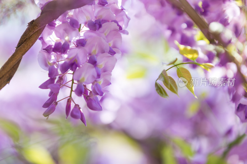 园林唯美紫藤花盛开 留园