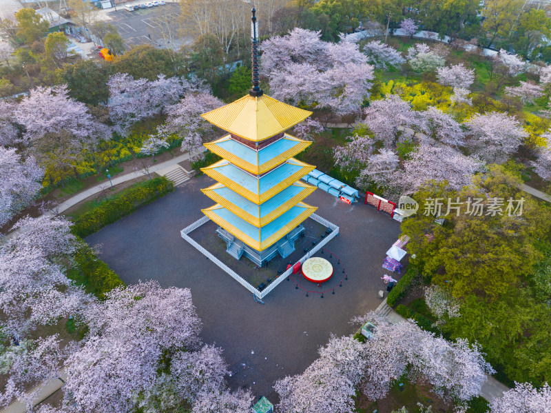 武汉东湖磨山樱花园樱花盛开