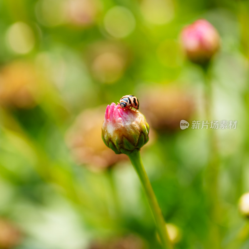 花蕾上的小瓢虫