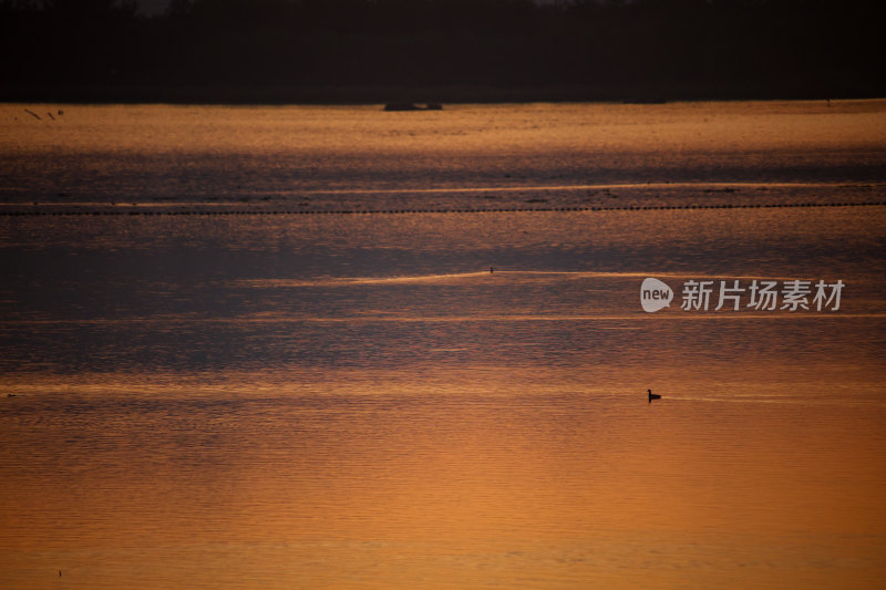 夕阳下水面上的鸟群晚霞