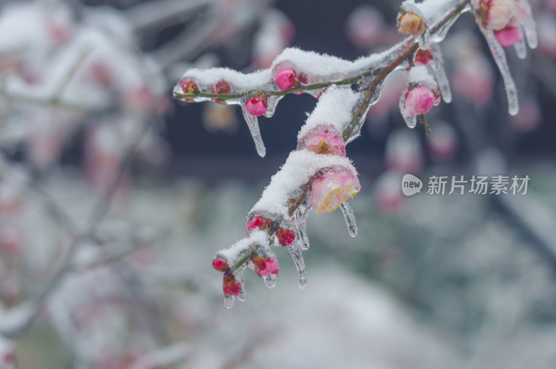 武汉东湖梅园雪中梅花盛开