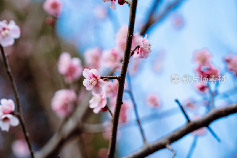 西溪湿地盛开的梅花