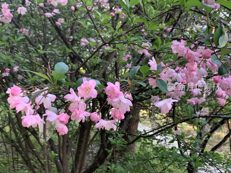 海棠花 垂丝海棠 春天