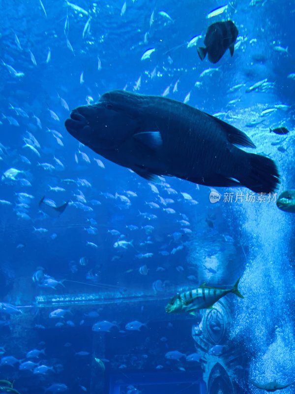 三亚亚特兰蒂斯酒店的水族馆