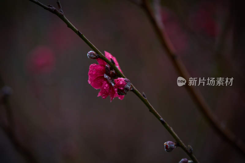 带水珠的娇艳粉色花朵