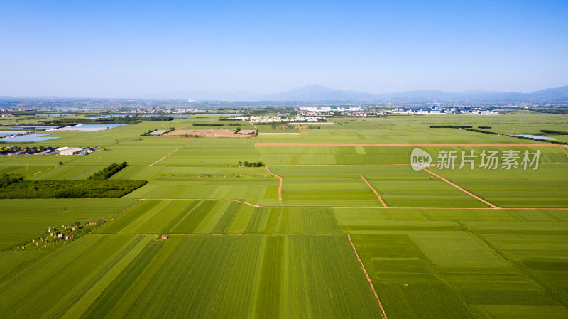 关中平原麦田航拍