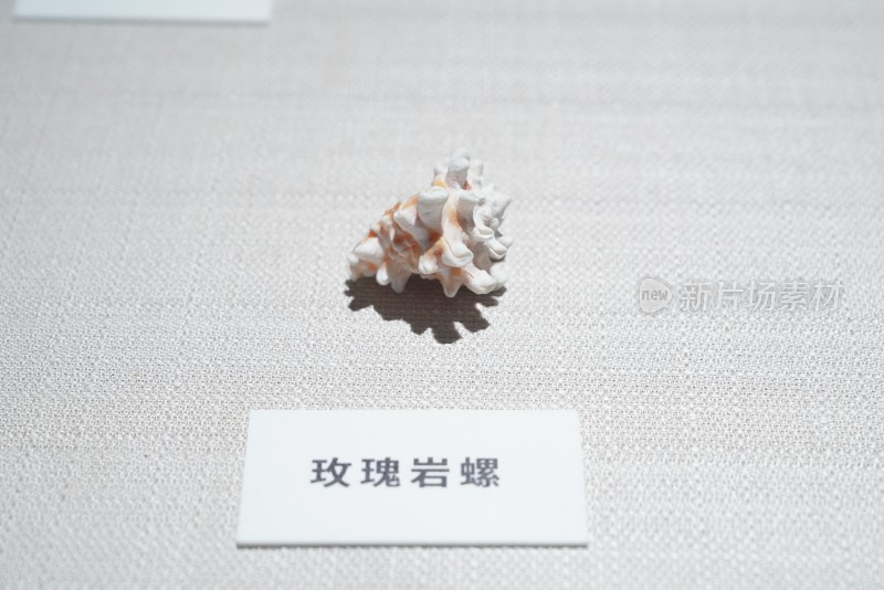 海洋馆中展示的玫瑰岩螺标本