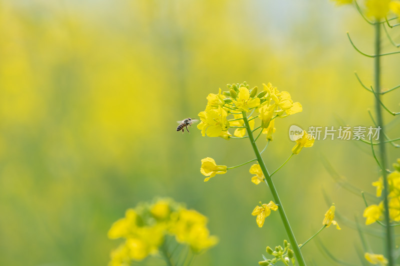 春天油菜花和蜜蜂