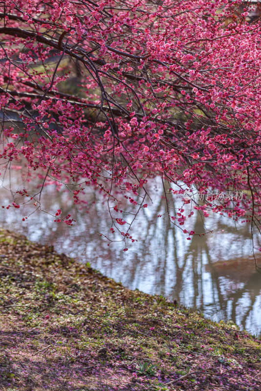 花开海上梅花节