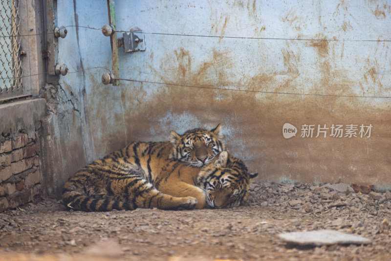 南京珍珠泉动物园老虎
