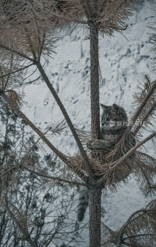 雪中的小猫