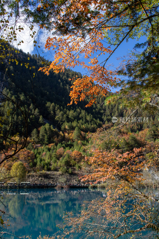 秋天彩色山林